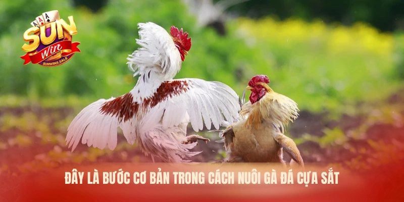 Đây là bước cơ bản trong cách nuôi gà đá cựa sắt